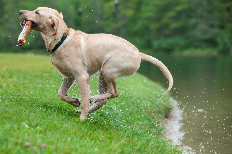 Why Does My Dog Like Fetch So Much