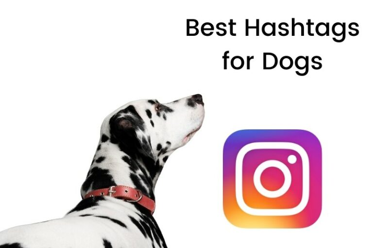 The Best Instagram Hashtags for Dog Accounts