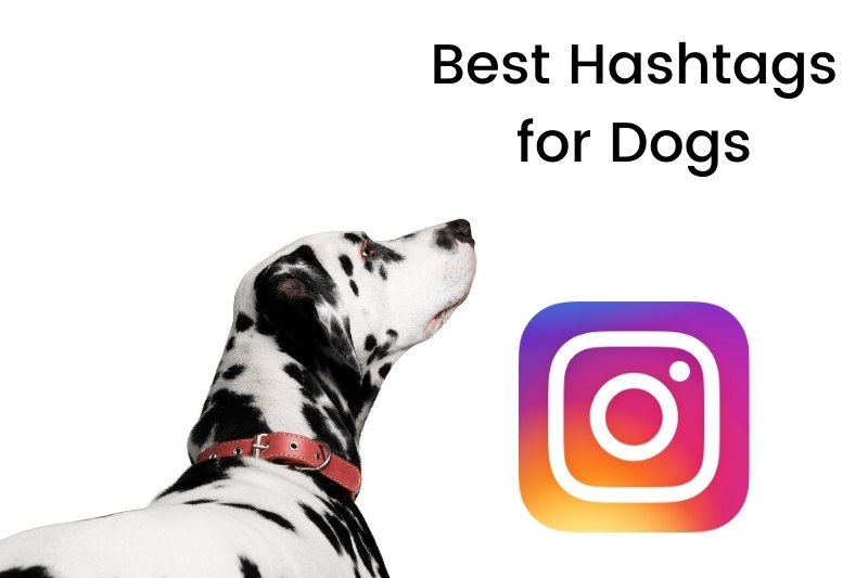 The Best Instagram Hashtags for Dog Accounts