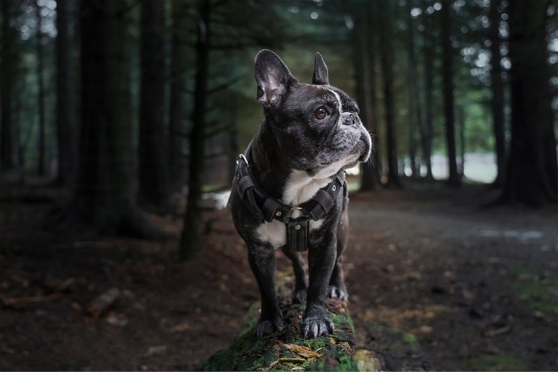 black and white french bulldog