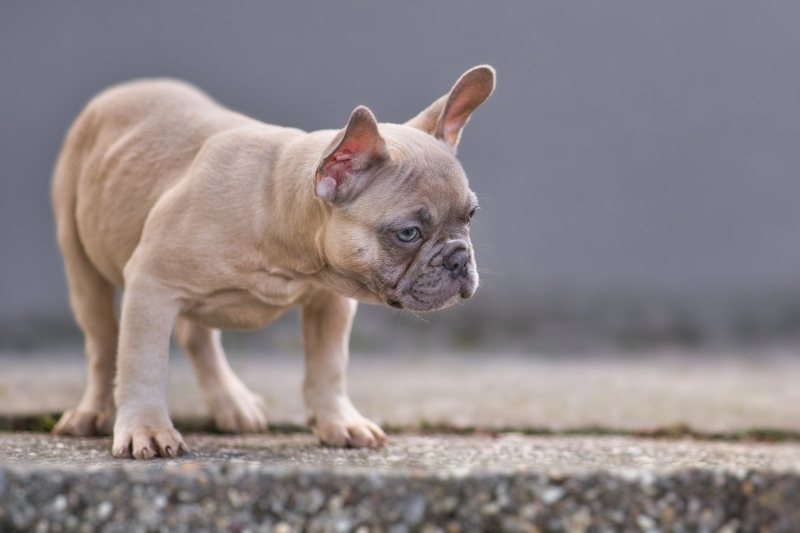 blue fawn color french bulldog