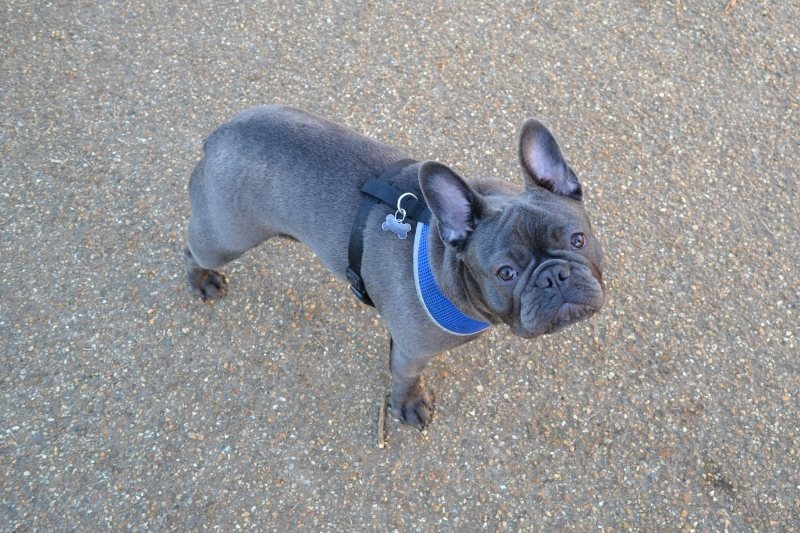 blue french bulldog