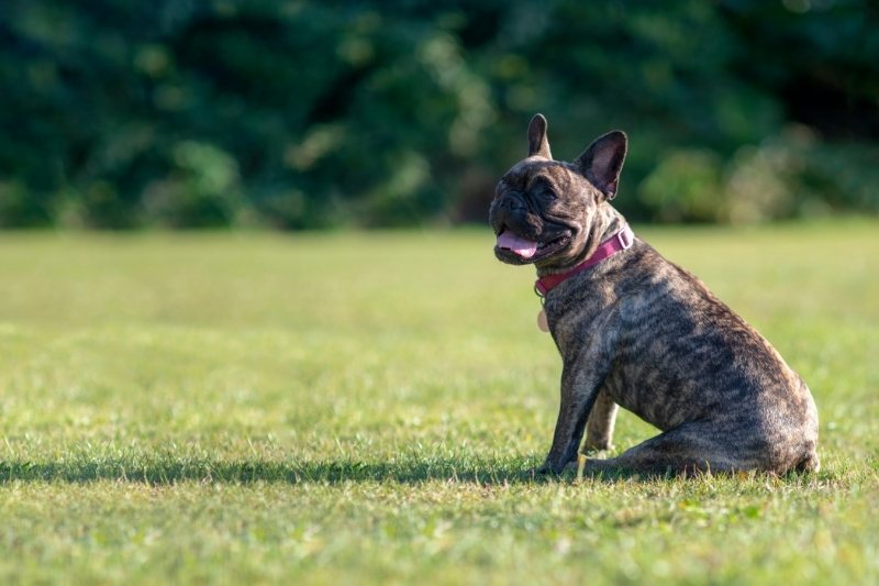 brindle french bulldog