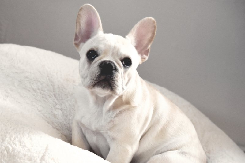 cream french bulldog