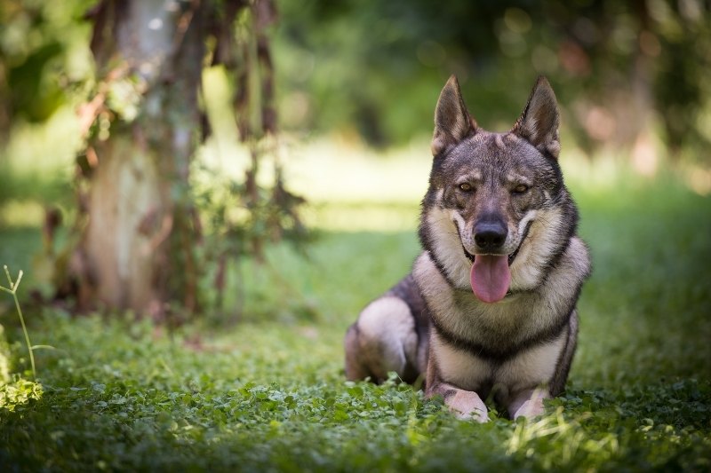 czech wolfdog laying in grass