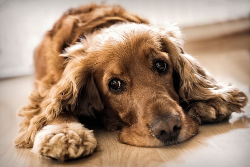 Do Cocker Spaniels shed?