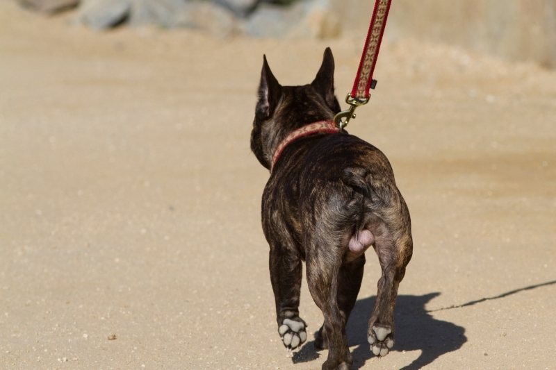 do french bulldogs have tails