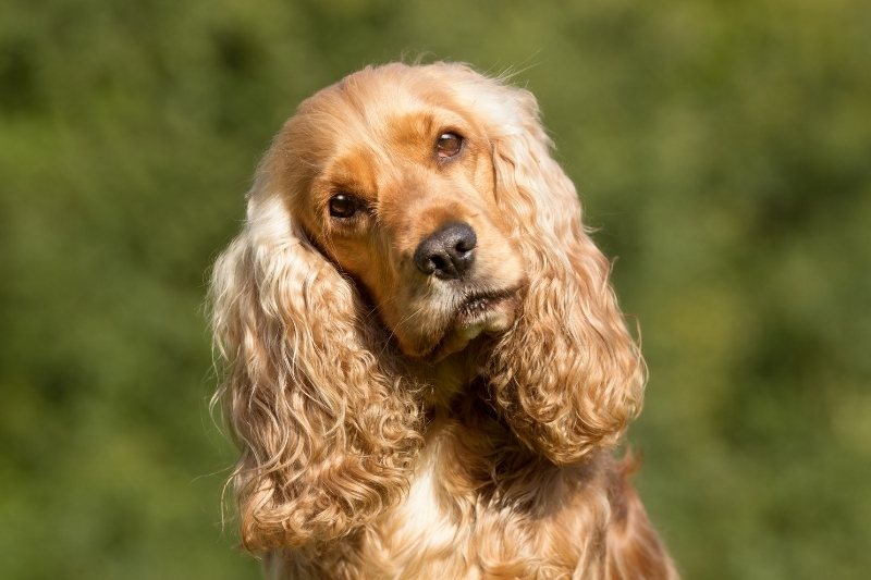 english cocker spaniel shedding