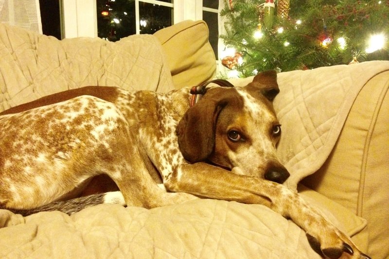 english coonhound in couch