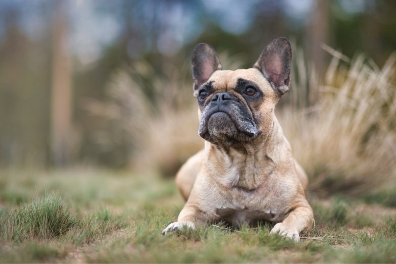 fawn french bulldog