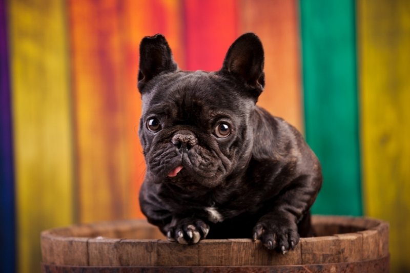All the French Bulldogs colors (with pictures!)