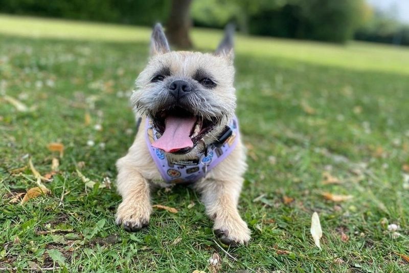 frenchie shih tzu mix