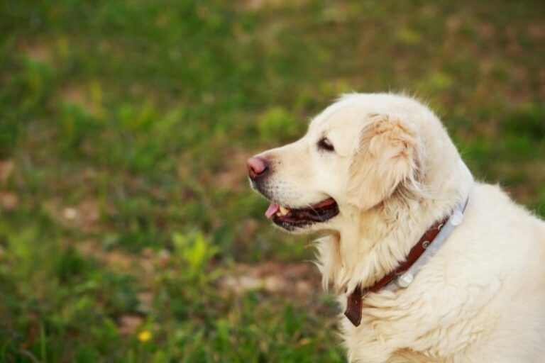 The 10 best collars for your Golden Retriever