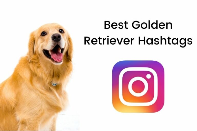 The Best Hashtags for Golden Retrievers on Instagram