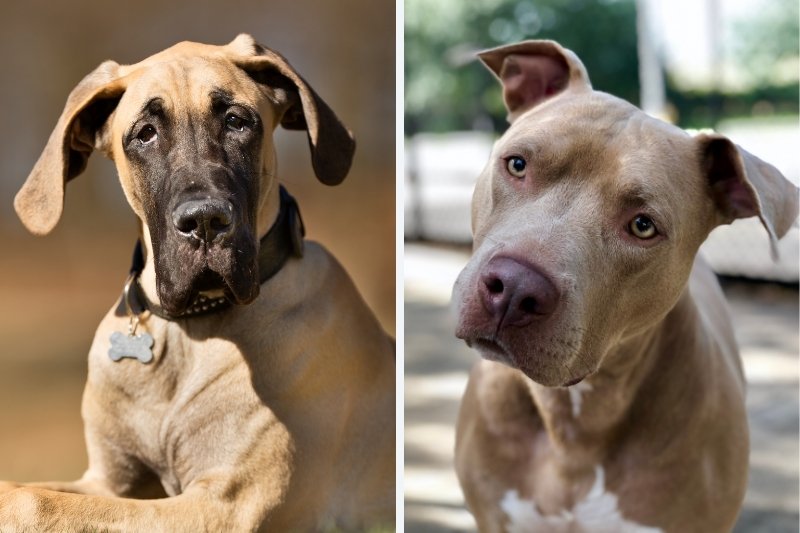 great dane pitbull mix