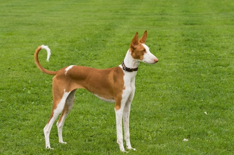 ibizan hound standing up