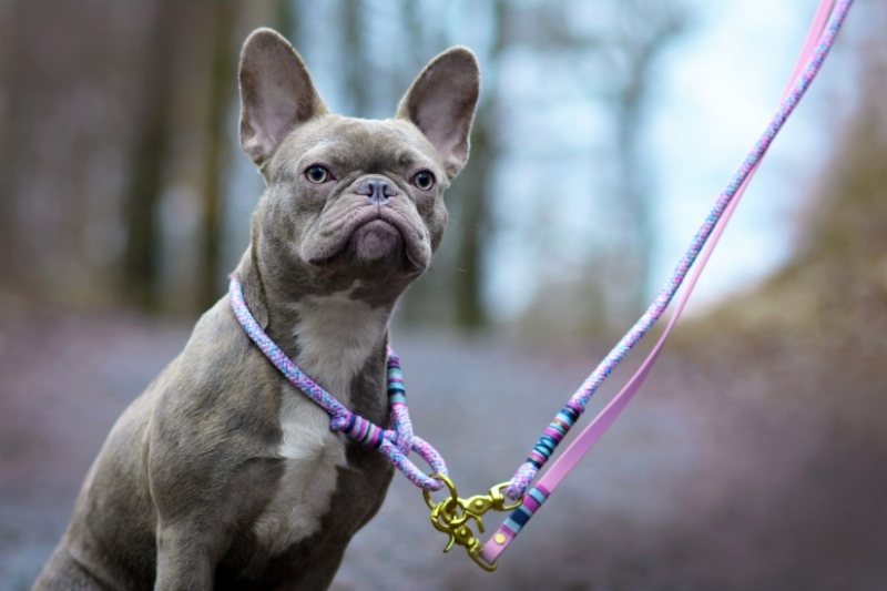 lilac french bulldog