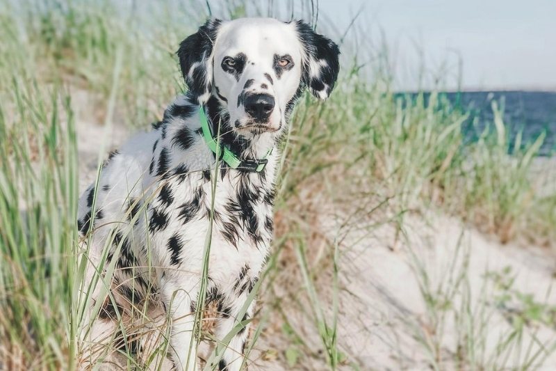 long haired dalmatian