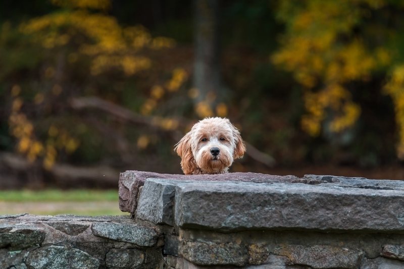 minature golden doodle