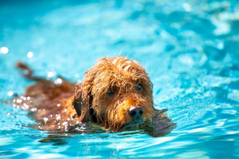 mini goldendoodle swimming