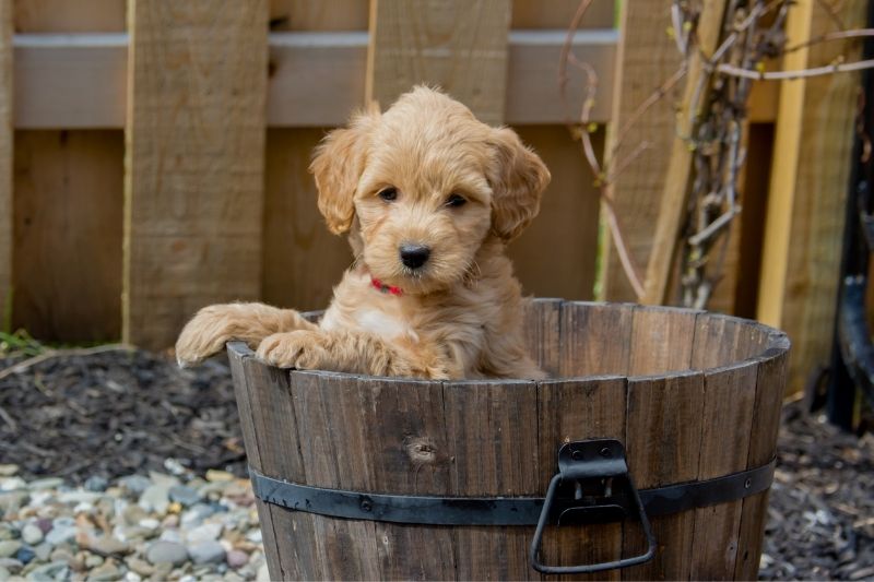 mini goldendoodle