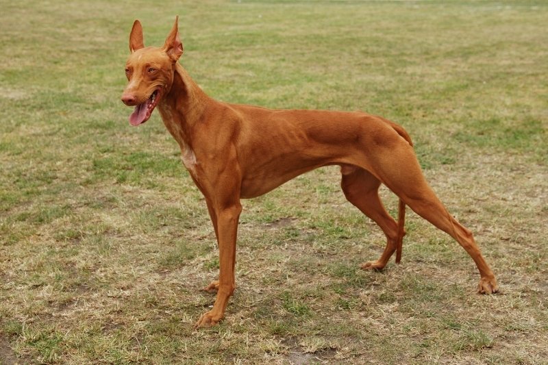 pharaoh hound skinny dog