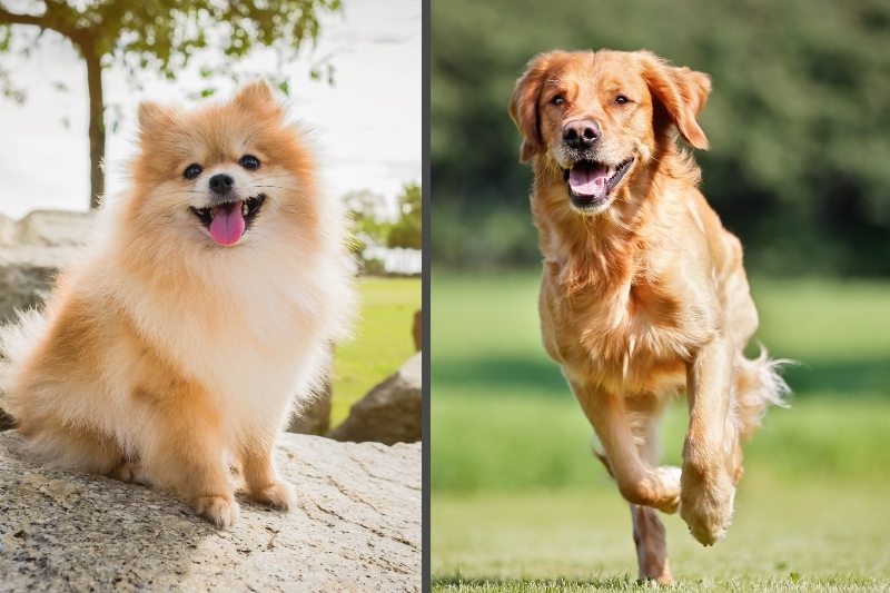 Everything about the Pomeranian and Golden Retriever mix