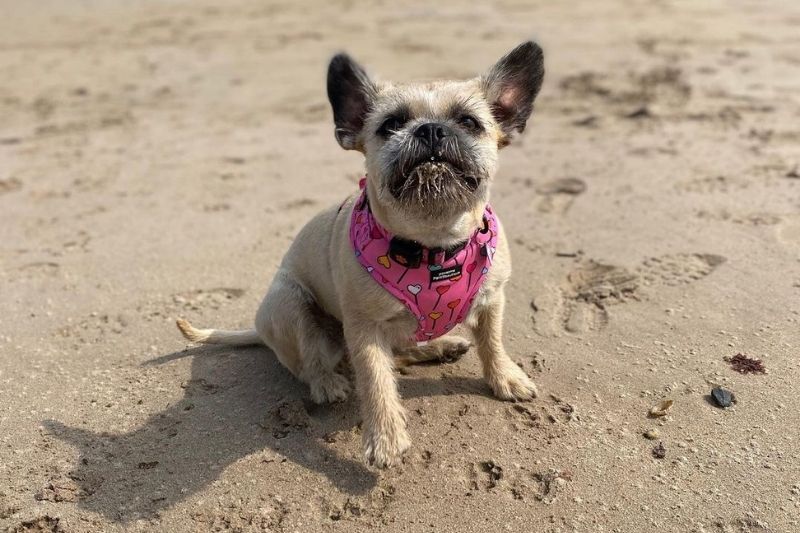 shih tzu french bulldog mix