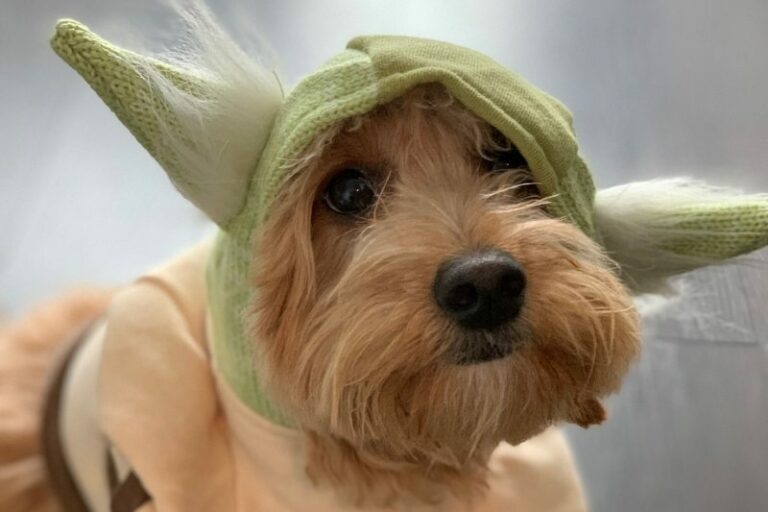 More than 80 Star Wars dog names