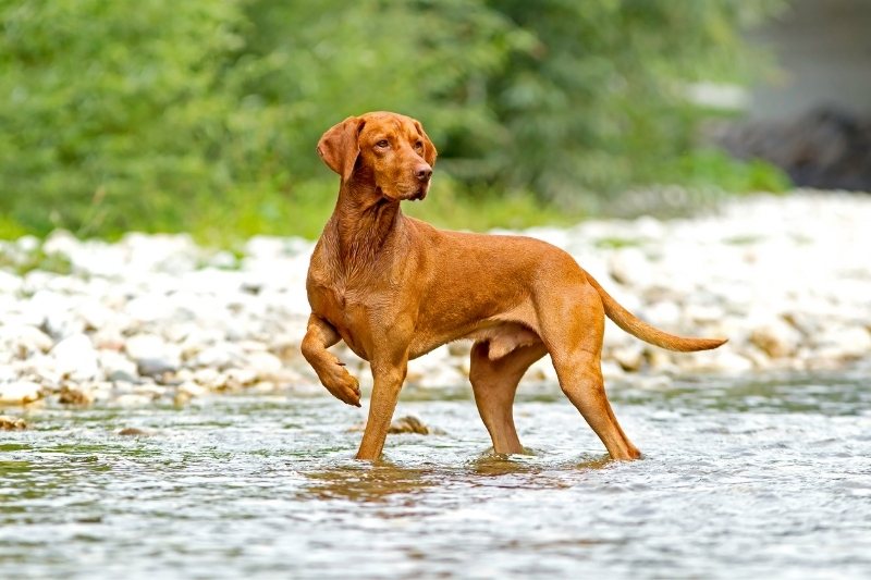 vizsla in river