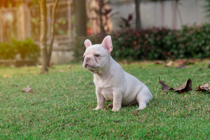 white bulldog