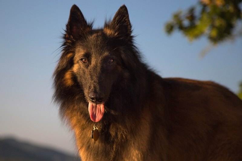 Belgian Tervuren portrait