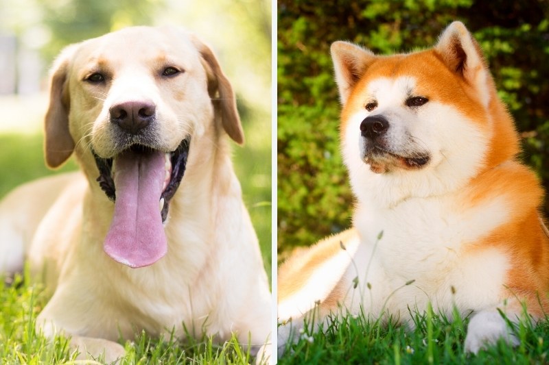 akita lab mix