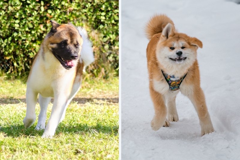 akitas running