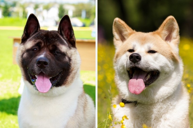 American Akita vs Japanese Akita: what are the differences?