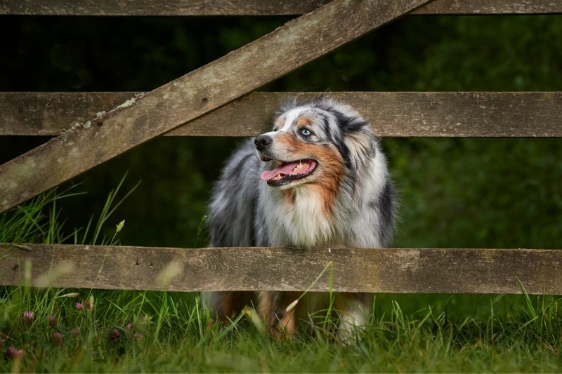 australian shepherd guarding