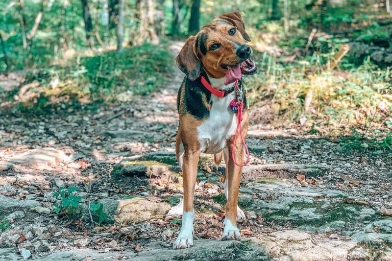 beagador in a forest