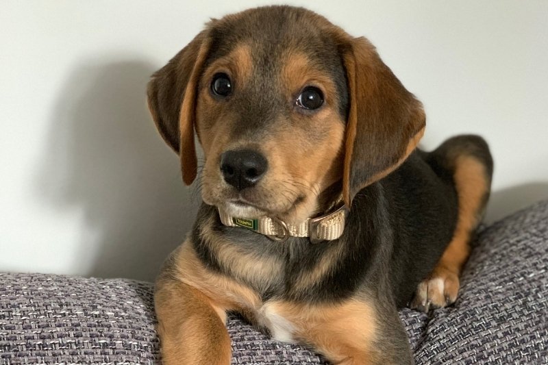 beagador puppy