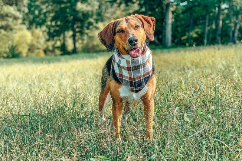 Beagador: everything about this mixed breed