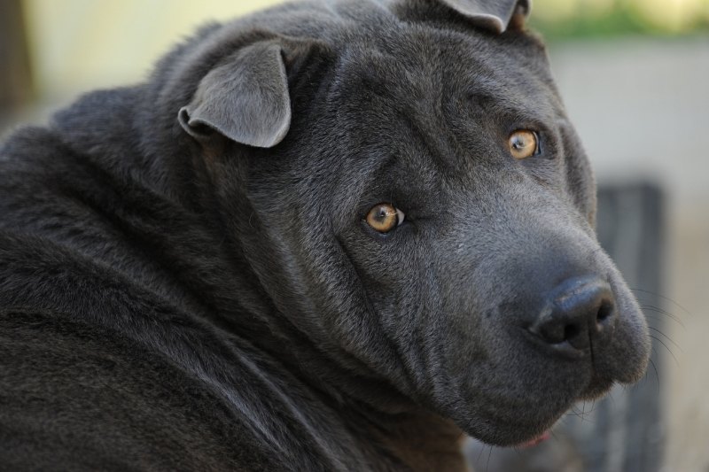 blue shar pei