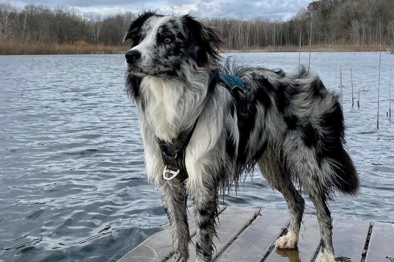 border collie australian shepherd mix near water