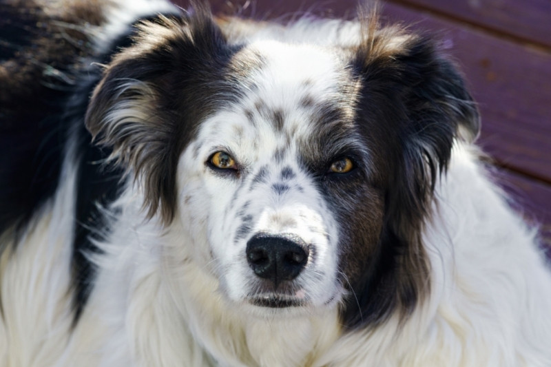 Border Collie Australian Shepherd mix: everything about this mixed breed