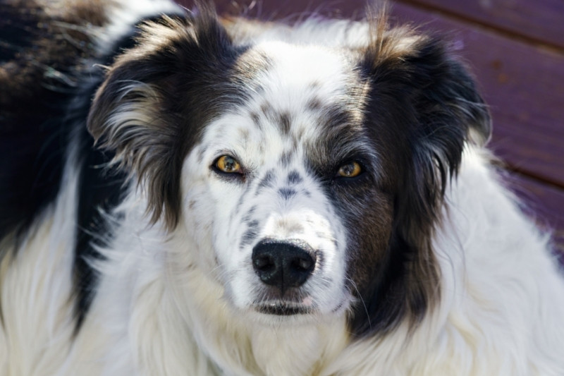 border collie australian shepherd mix