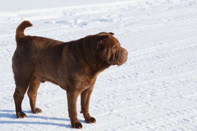 brown shar pei