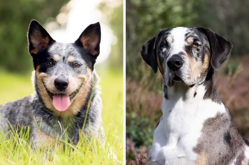Catahoula Blue Heeler mix: everything about this breed