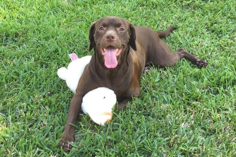 cocker spaniel pitbull mix