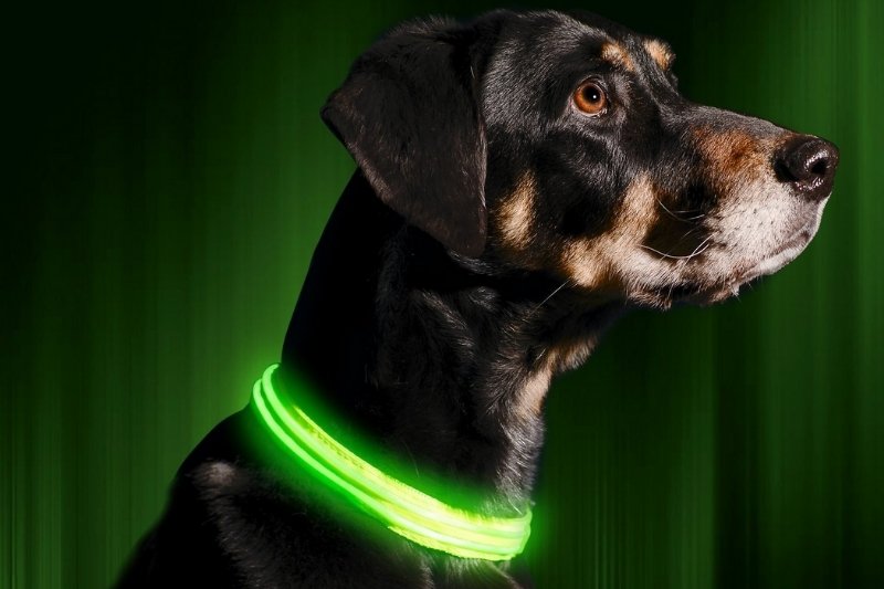 collar luminoso perro