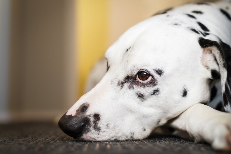 do dogs get bored