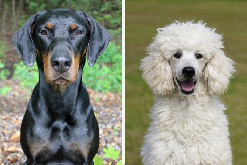 doberdoodle