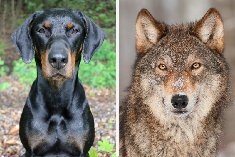 Doberman Wolf Mix: everything about this mixed breed